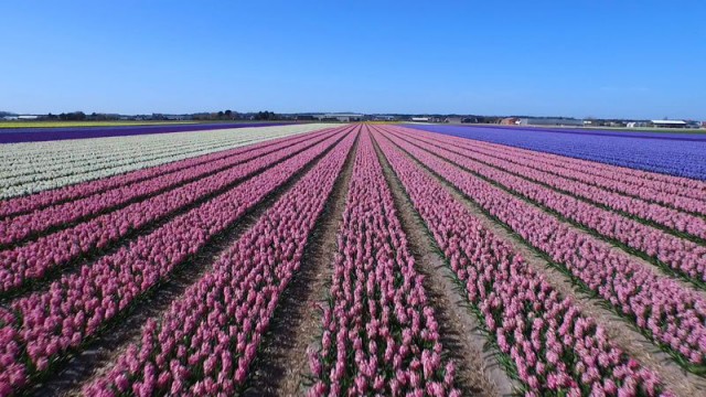 Голландские цветочные поля – видео с дрона