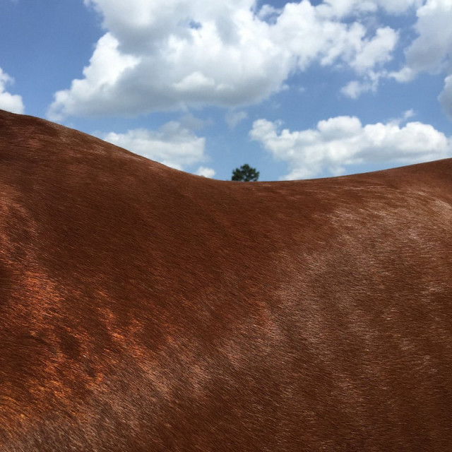 Лошадь, пейзаж, горизонт в фотопроекте Ли Дейгард