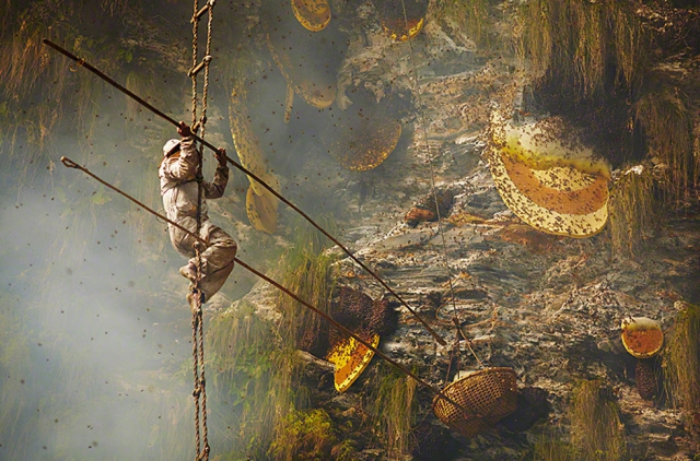 Гурунги - охотники за медом в фотопроекте Эндрю Ньюи (Andrew Newey)