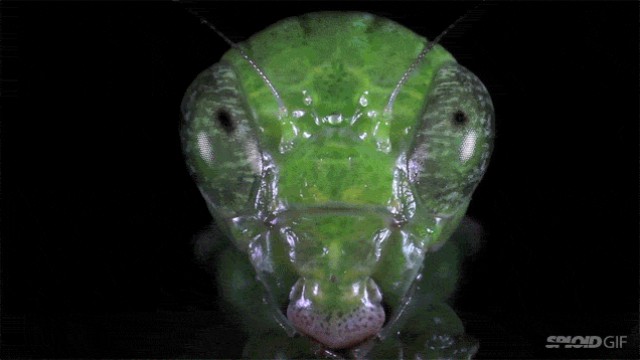 Глаза в глаза: видеосъёмка насекомых, которые похожи на инопланетян