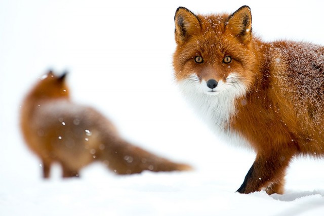 Cимпатичнейшие фотоснимки лис от фотоохотника Ивана Кислова