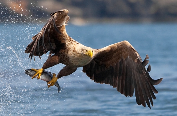 35 Увлекательных фотографий самых разных птиц 