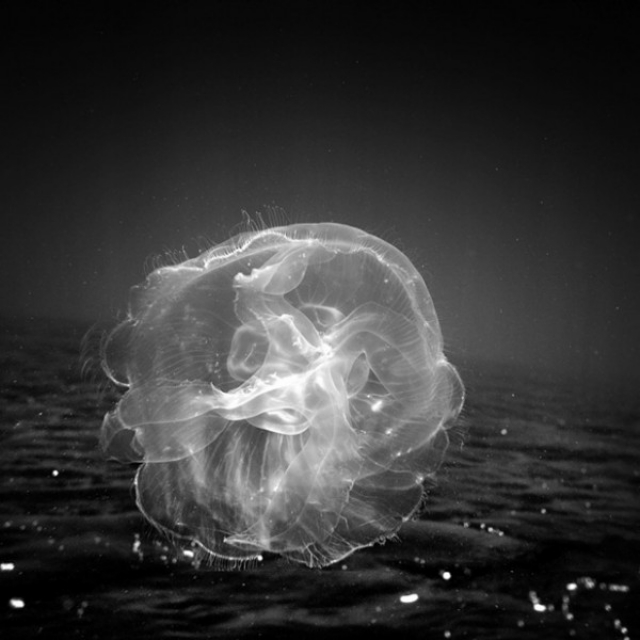 Подводные фотографии морских животных от Хенгки Коентжоро (Hengki Koentjoro)