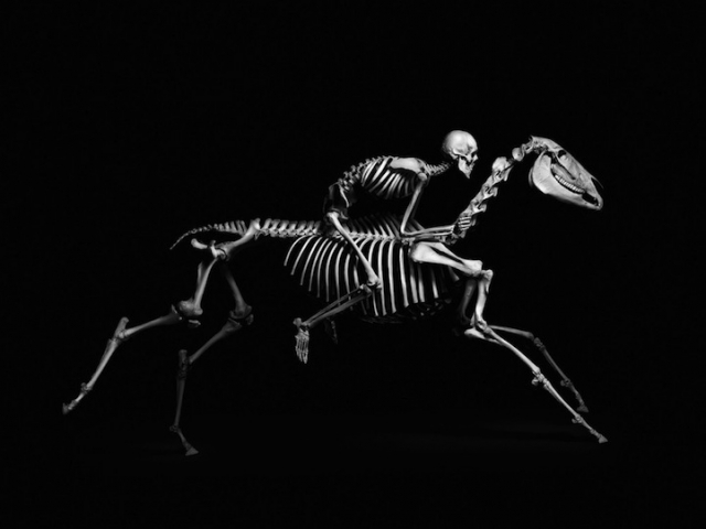 Эволюция животных в одухотворенных скелетах от Патрика Гриса (Patrick Gries)