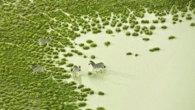 Фото дикой природы Ботсваны с воздуха от Зака Секлера