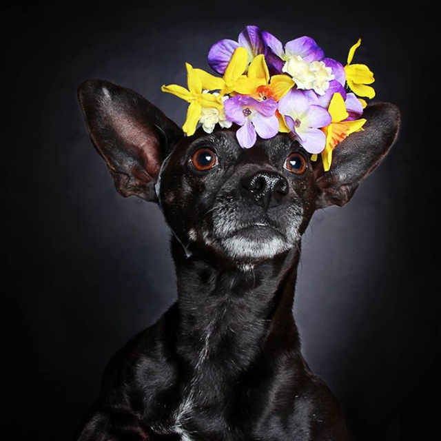Фотограф делает яркие портреты чёрных собак, чтобы их забрали из приюта