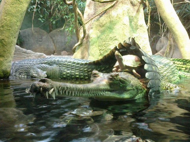 Черепаха верхом на крокодиле