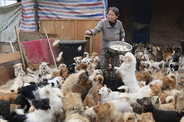Каждый день эти пожилые китаянки просыпаются в 4 утра, чтобы накормить 1300 бродячих собак