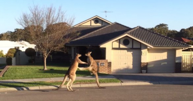 Как дерутся кенгуру на улицах Австралии - видео