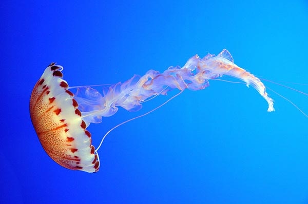 16 Фотографий медуз, которые вам понравятся
