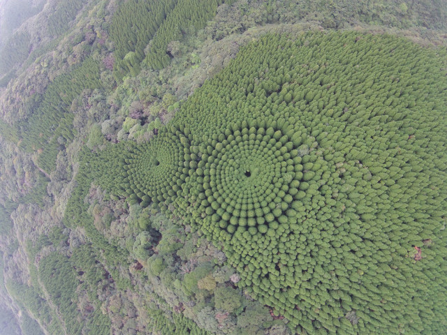 В Японии обнаружили круги деревьев, появившиеся в результате полувекового эксперимента