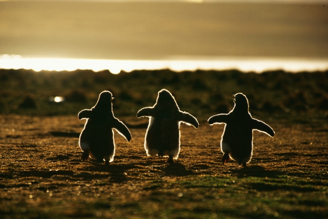 Как тусуются пингвины - 30 милейших фотографий