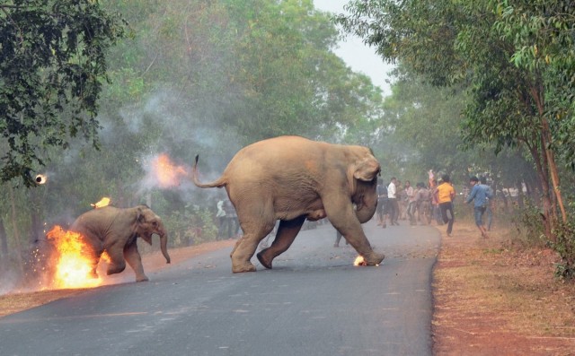 Фотография слона со слонёнком, спасающихся от толпы людей, победила в конкурсе