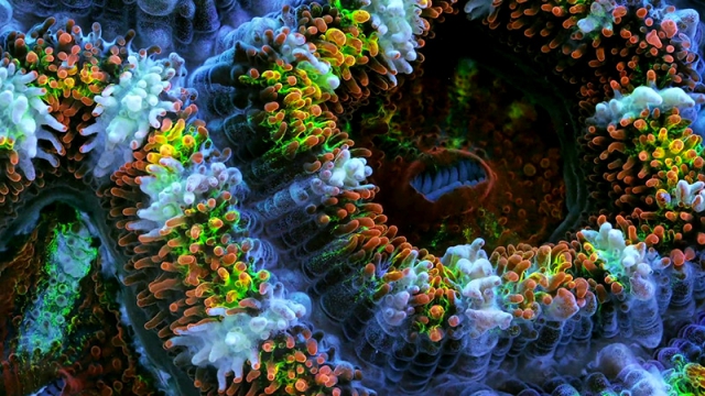 Потрясающее видео подводных организмов из 150 000 макрофотографий