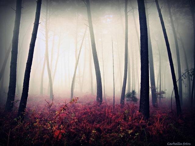 Мистические испанские леса в фотографиях Гильермо Карбальо
