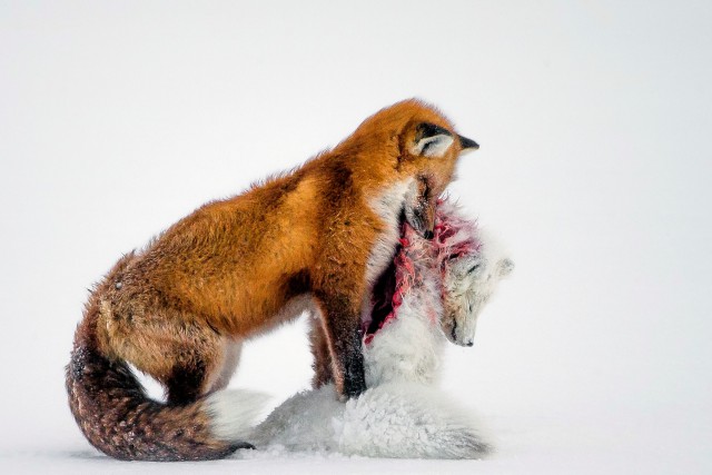 Победители конкурса «Фотограф дикой природы года» (Wildlife Photographer of the Year 2015)
