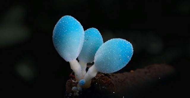 Невероятный таймлапс о ночной жизни редких грибов