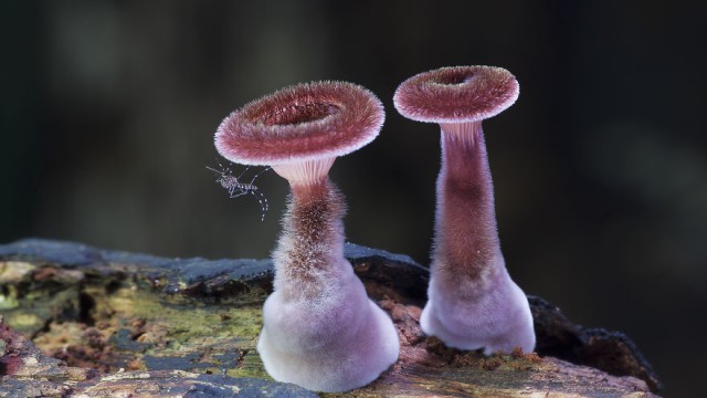 Волшебные макрофотографии из мира грибов от Стива Эксфорда