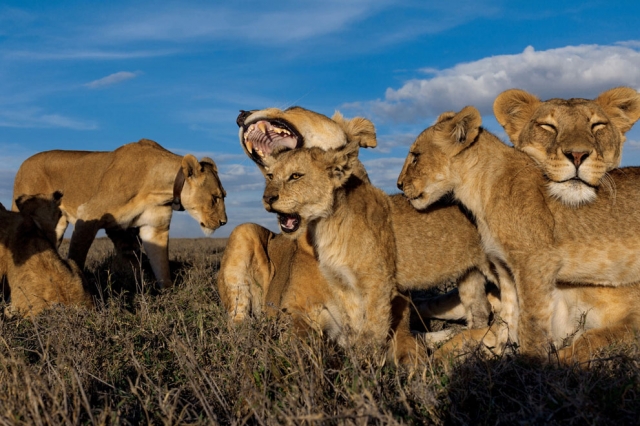 Интимные моменты из жизни львов Серенгети от National Geographic