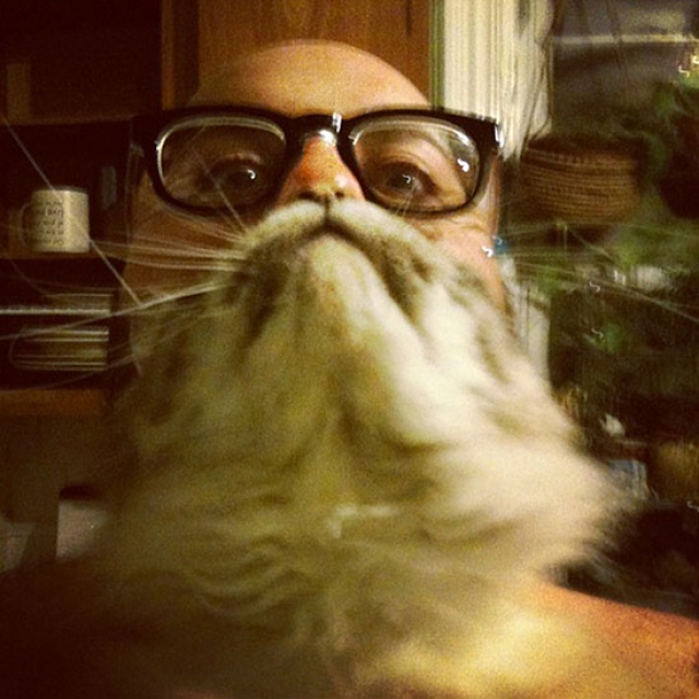 Причудливые фотографии - борода из вашей кошки