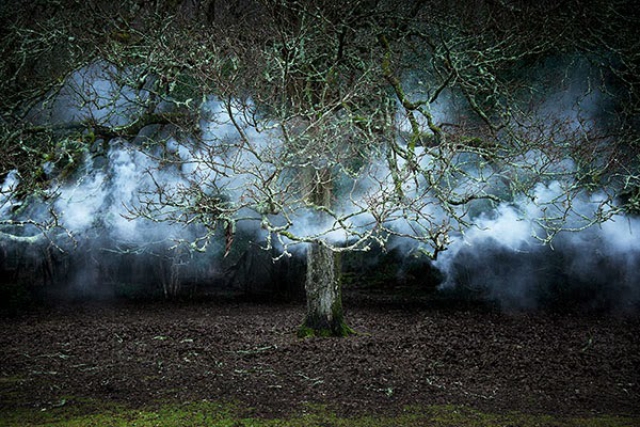 Мистические фотографии Элли Дэвис (Ellie Davies): среди деревьев