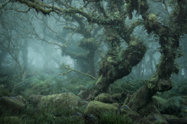 «Мистический»: туманный лес в фотографиях Нила Бернелла