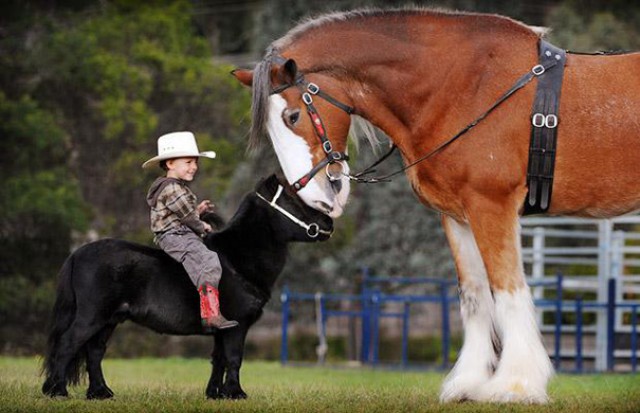 Невероятно очаровательные мини-лошади – 26 фото