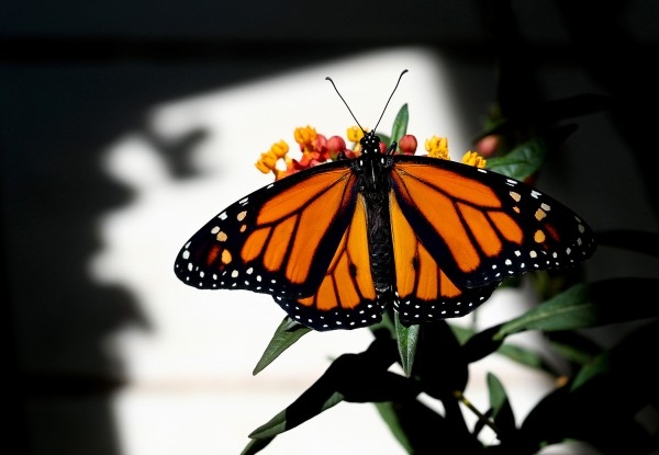Рождение и метаморфозы бабочки монарха