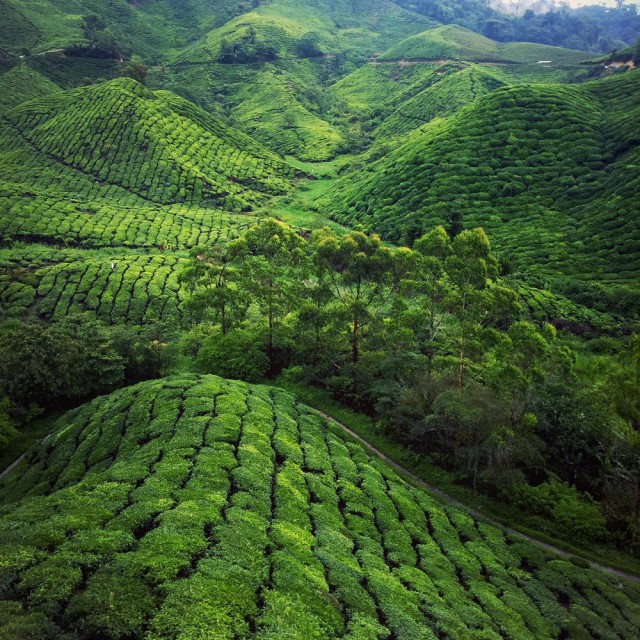Чайные плантации Малайзии