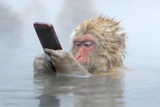 Японская снежная обезьяна и её смартфон