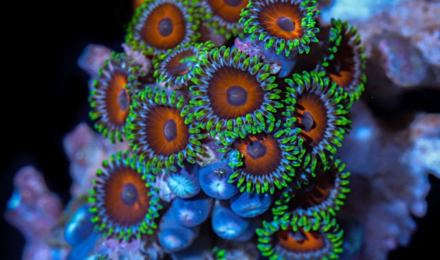 Цвета кораллов: таймлапс из 25 000 подводных макрофотографий, снятых в течение года
