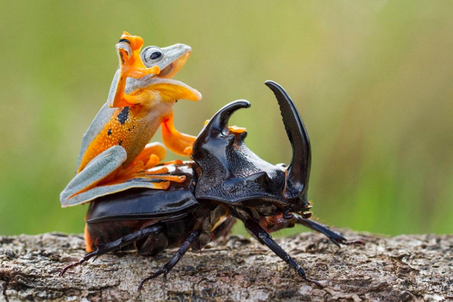 Лягушка-наездница. Чудесные фотографии из дикой природы