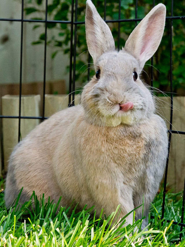 20 очаровательных фотографий кроликов