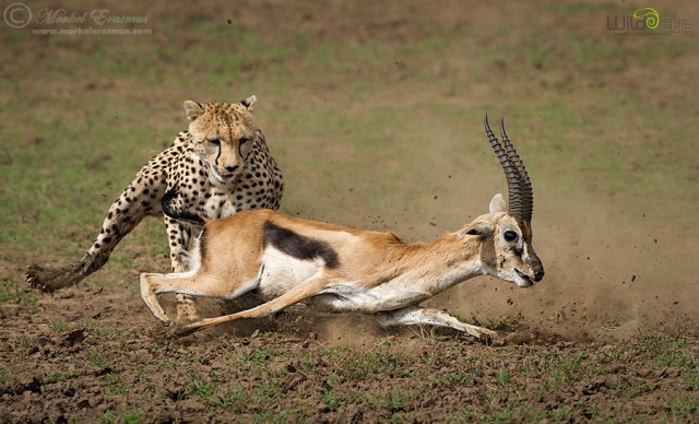 Охота гепарда на газель – захватывающие кадры из мира дикой природы