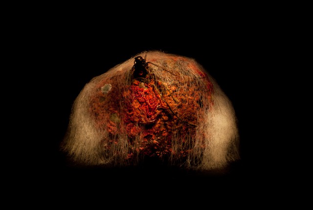 Царство плесени: буйство грибной жизни в серии натюрмортов «Жизнь после смерти». Фотограф Хейкки Лейс