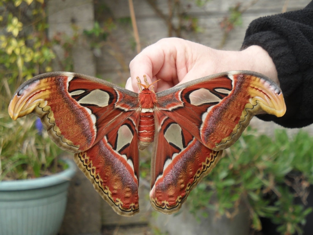 Таинства в мире животных: фотографии гусениц и бабочек, в которых они превращаются