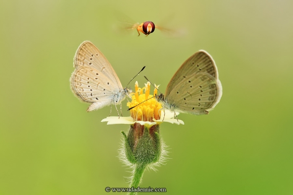 Удивительные насекомые в макрофотографии от Дэнни Уда