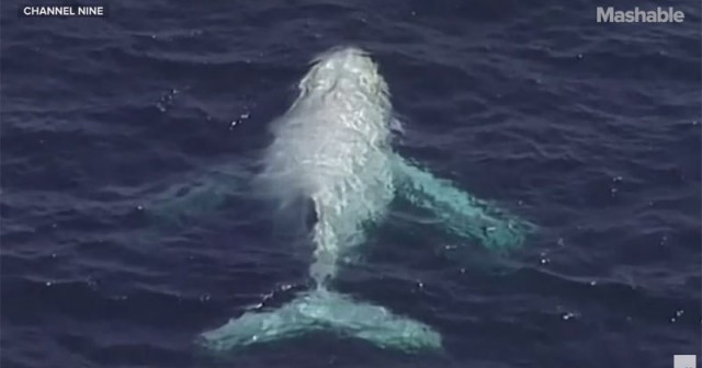 Крайне редкого белого горбатого кита заметили у австралийского побережья – видео