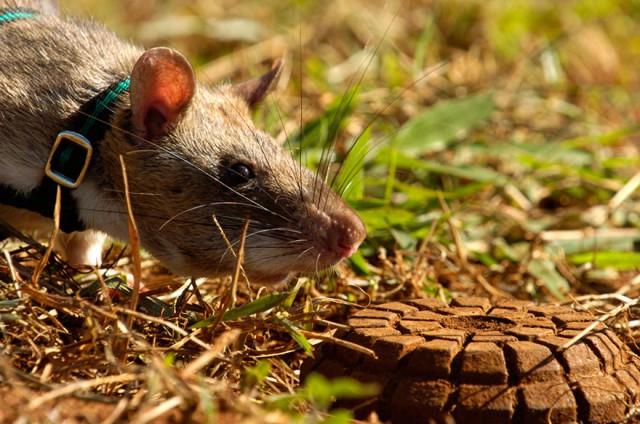 Героические крысы находят мины по запаху и спасают людей