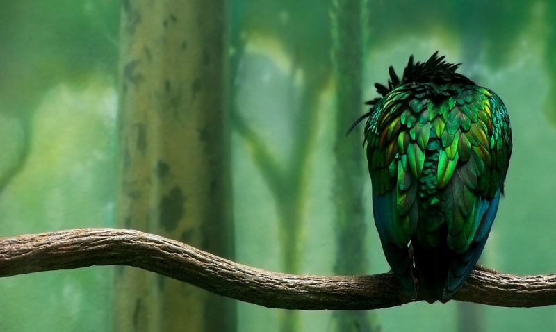 Никобарский голубь - экзотическая птица