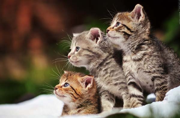 Самые очаровательные фотографии кошек  
