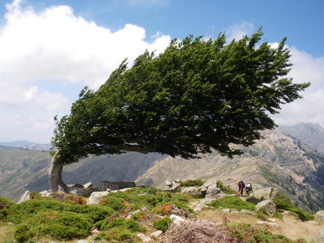 Дерево сохранило такую форму из-за постоянных сильных ветров