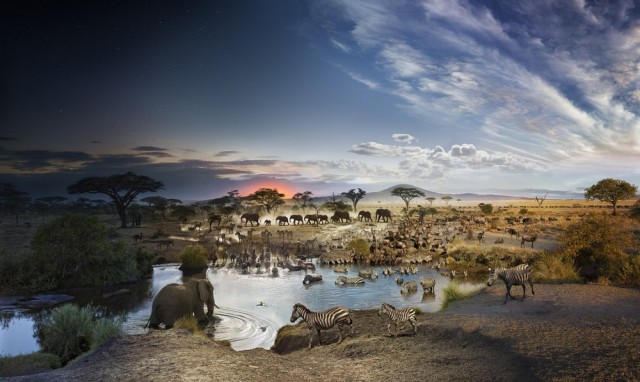Фотограф снимал это изображение в течение 26 часов на африканском водопое