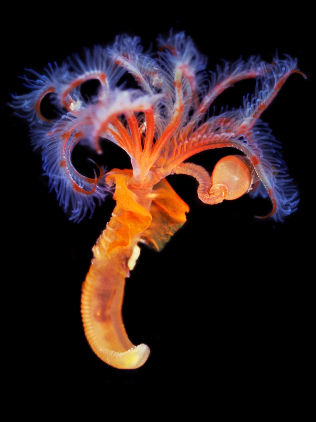 Неизученные морские черви в фотографиях Александра Семенова