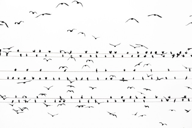 Стаи птиц на электрических проводах. Фотограф Ёсинори  Мизутани