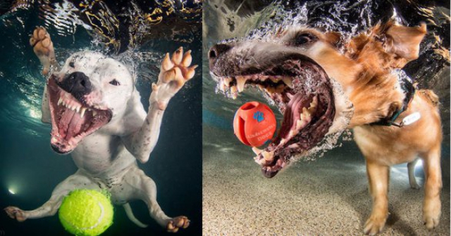 Подводные собаки фотографа Сета Кастила