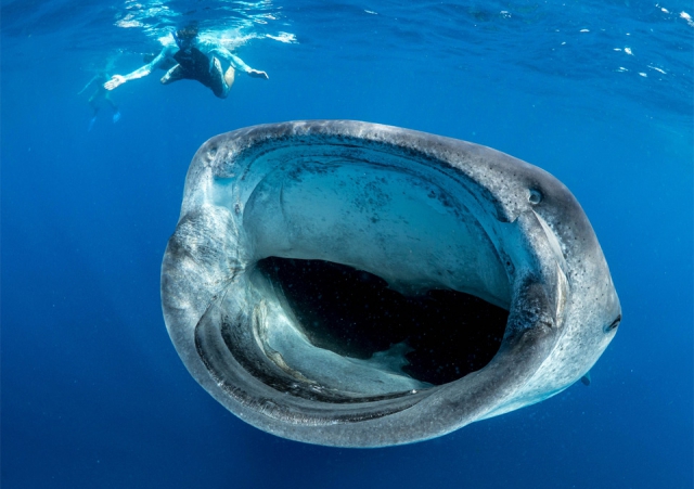 Китовая акула и офисный планктон
