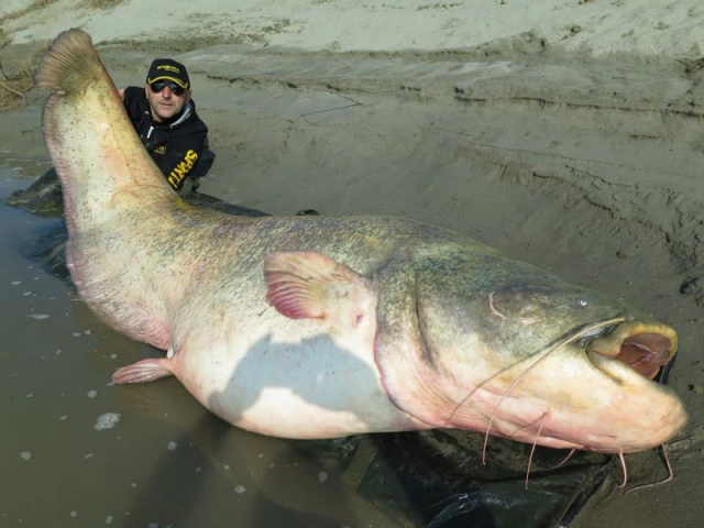 Рыбак поймал и отпустил 127-килограммового сома