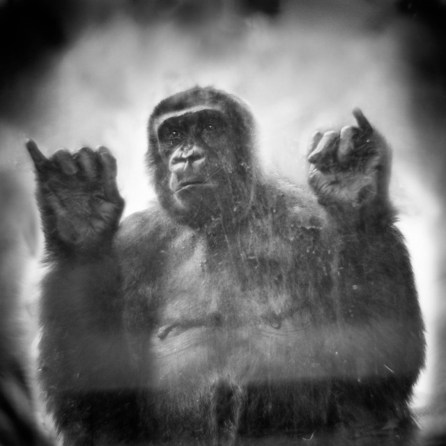 За стеклом: портреты приматов в неволе. Фотограф Энн Берри