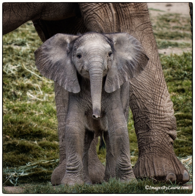 Слонята - 29 очаровательных фотографий